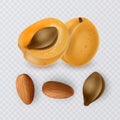 Apricot seeds, almonds and ripe apricot on transparent background, vector illustration