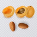 Apricot seeds, almonds and ripe apricot on transparent background, vector illustration