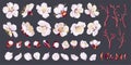Big set of apricot flowers. Realistic white vector flowers, petals, buds, twigs and one ready-to-use fruit tree branch. Royalty Free Stock Photo