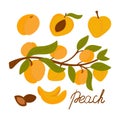 Apricot set. cartoon ripe apricots with leaves, half and slices of fruit, vector illustration Royalty Free Stock Photo