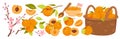 Apricot set, isolated whole apricots on branch with leaf and twig with spring blossoms