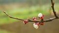 Apricot spring flower blossom fruit tree growing bloom bud white red branch orchards garden trees Prunus armeniaca Royalty Free Stock Photo