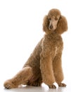 apricot standard poodle Royalty Free Stock Photo