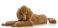 apricot standard poodle Royalty Free Stock Photo