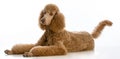 apricot standard poodle Royalty Free Stock Photo