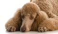 apricot standard poodle Royalty Free Stock Photo