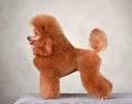 Front view of apricot toy poodle