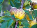 Apricot tree affected by perforated spot and rot Royalty Free Stock Photo