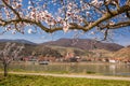 Apricot tree against church in Spitz village with Danube river in Wachau valley, Austria