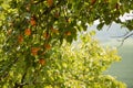 Apricot tree Royalty Free Stock Photo