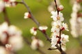 Apricot tree blooming branch closeup in spring garden Royalty Free Stock Photo