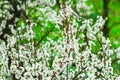 Apricot tree blossom branches with delicate white flowers and buds, green foliage background, spring Royalty Free Stock Photo