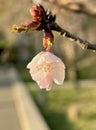 Apricot tree blossom close up Royalty Free Stock Photo