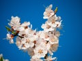 Apricot tree blossom flower on blue sky Royalty Free Stock Photo