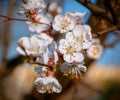 Apricot tree blossom flower on blue sky Royalty Free Stock Photo