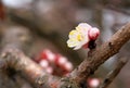 Apricot tree blossom flower on blue sky. Royalty Free Stock Photo