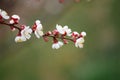 Apricot tree branch with blooming white flowers on a blurred green background, close-up Royalty Free Stock Photo