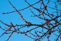Apricot tree branch with buds and flowers on background of blue sky. Life revival concept Royalty Free Stock Photo