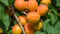 Apricot tree branch with juicy fruit in the sunny garden in summer close up Royalty Free Stock Photo