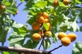 Apricot tree branch Royalty Free Stock Photo