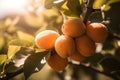 Apricot tree branch with ripe fruit fruits under the bright sunny light. Generative AI Royalty Free Stock Photo