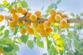 Apricot tree branch with ripe fruits Royalty Free Stock Photo