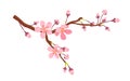 Apricot tree branch with spring flowers, isolated romantic pink blossom in garden