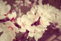 Apricot tree branch with white flowers on blurred background. Selective focus.