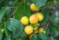 Apricot tree branches with fruits and leaves. Royalty Free Stock Photo