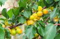 Apricot tree branches with fruits and leaves. Royalty Free Stock Photo