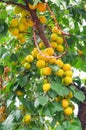 Apricot tree branches with fruits and leaves.