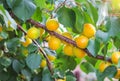 Apricot tree branches with fruits and leaves. Royalty Free Stock Photo