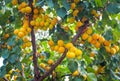 Apricot tree branches with fruits and leaves.