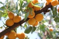 Ripe sweet apricot fruits growing on a apricot tree branch in orchard. Royalty Free Stock Photo