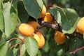 Ripe sweet apricot fruits growing on a apricot tree branch in orchard. Royalty Free Stock Photo