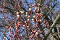 Apricot tree branches strewn with buds and white flowers on a sunny day in early spring Royalty Free Stock Photo