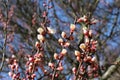 Apricot tree branches strewn with buds and white flowers on a sunny day in early spring Royalty Free Stock Photo