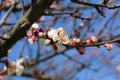 Apricot tree branches strewn with buds and white flowers on a sunny day in early spring Royalty Free Stock Photo