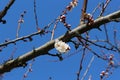 Apricot tree branches strewn with buds and white flowers on a sunny day in early spring Royalty Free Stock Photo