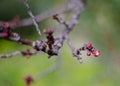 Apricot tree buds before flowering, a sign of early spring Royalty Free Stock Photo