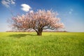 Apricot tree, day Royalty Free Stock Photo