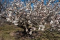 Apricot tree, day Royalty Free Stock Photo