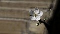 Apricot tree flower with buds blooming at springtime