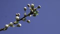 Apricot tree flower with buds blooming at springtime