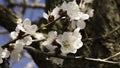 Apricot tree flower with buds blooming at springtime