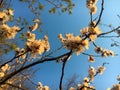 Apricot tree flower in spring Royalty Free Stock Photo