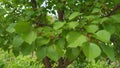 Apricot tree foliage