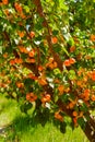 Apricot tree with fresh ripe apricots Royalty Free Stock Photo