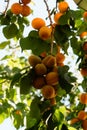 An apricot tree with fruit grows in the garden. ripe juicy apricots on a branch Royalty Free Stock Photo