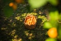 Apricot tree with fruits growing